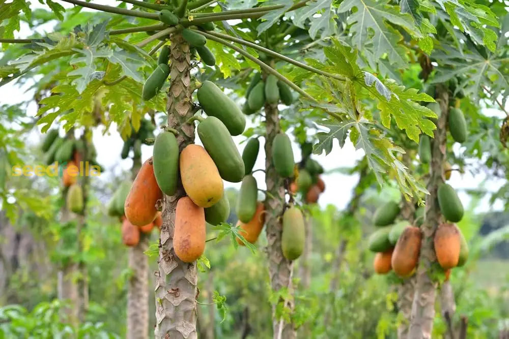 Dwarf Cylindrical Papaya Seeds For Easy Planting Fruit