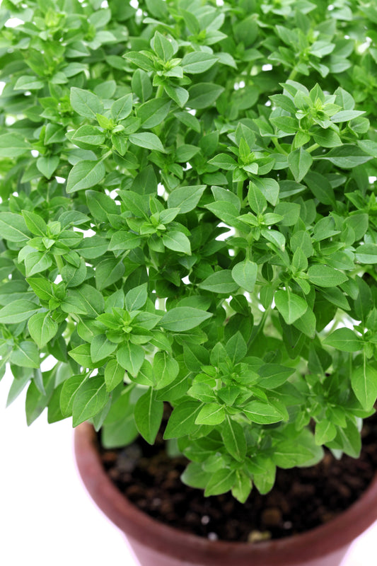 Dwarf Greek Basil seeds Ocimum basilicum producing compact aromatic plants