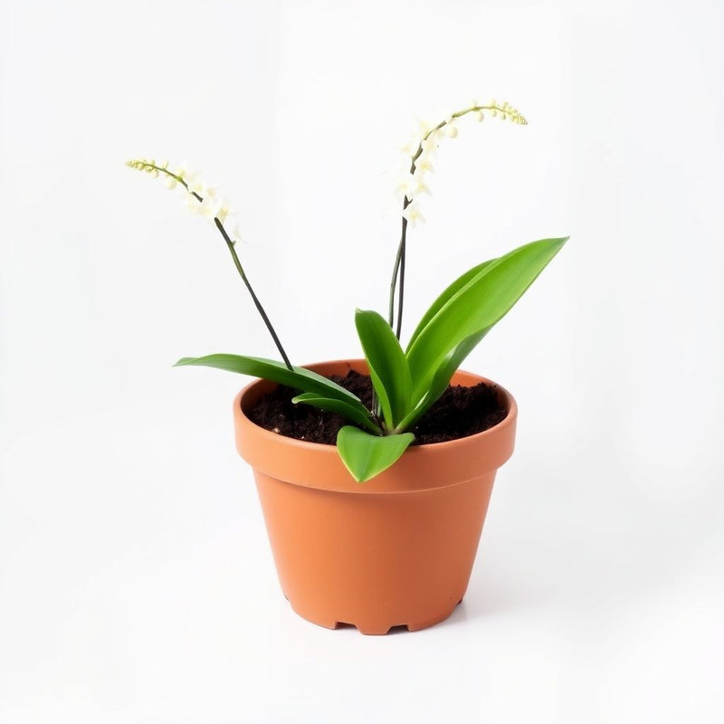 Aigrette Orchid Seeds - Planting Made Simple
