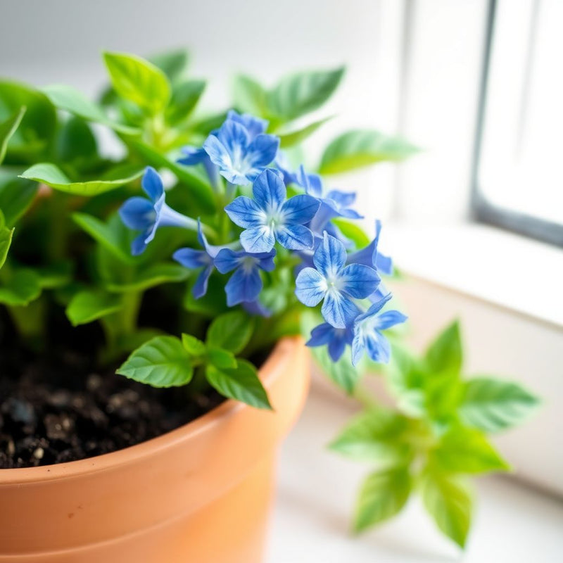 Blue Hyssopus Officinalis Flower seeds for Planting - Colorful Display, Heirloom & GMO Free Seeds for Home Garden