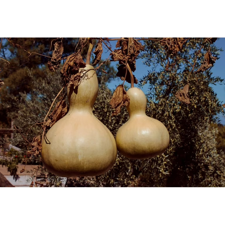 Brown Bottle Gourd Seeds for Vegetable Planting
