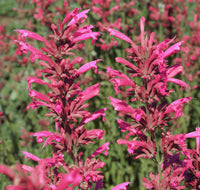 Easy Grow Agastache Cana Seeds