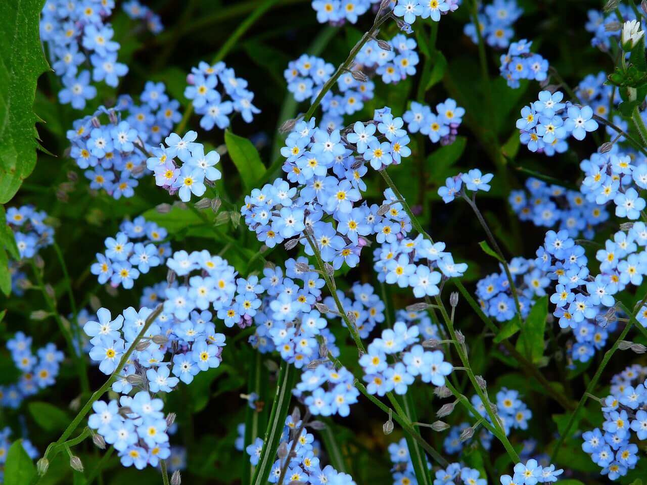 Easy Grow Alpestris Blue Seeds