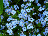 Easy Grow Alpestris Blue Seeds
