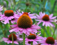 Easy Grow Echinacea Seeds