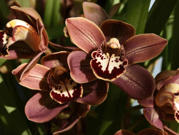 Easy Grow Orchidee Seeds