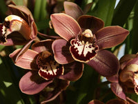 Easy Grow Orchidee Seeds