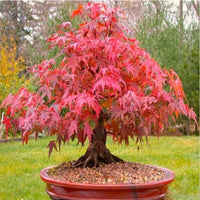 Easy Grow Red Maple Tree Seeds