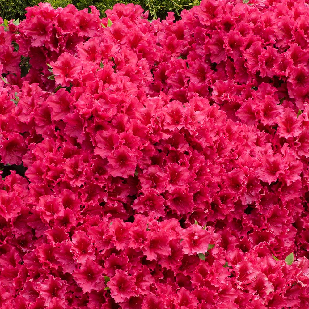 Easy Grow Rhododendron Simsii Seeds