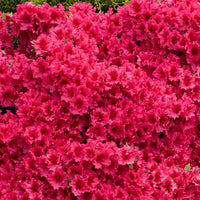 Easy Grow Rhododendron Simsii Seeds