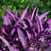 Easy Grow Setcreasea Planting Seeds