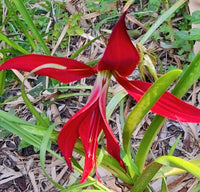 Easy Grow Sprekelia Flower Seeds