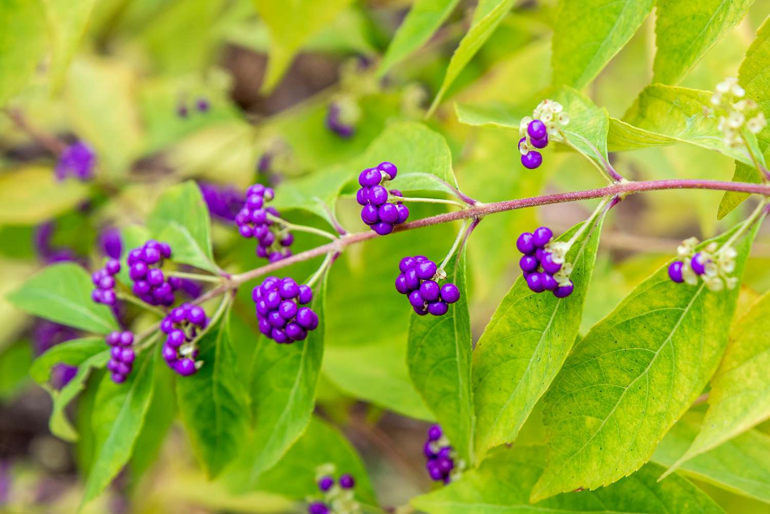 Easy Grow Violet Callicarpa Seeds