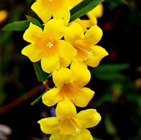 Easy Grow Yellow Balsamine Seeds