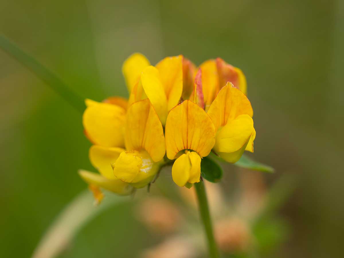 Bright Birdsfoot seeds for long-lasting flowering