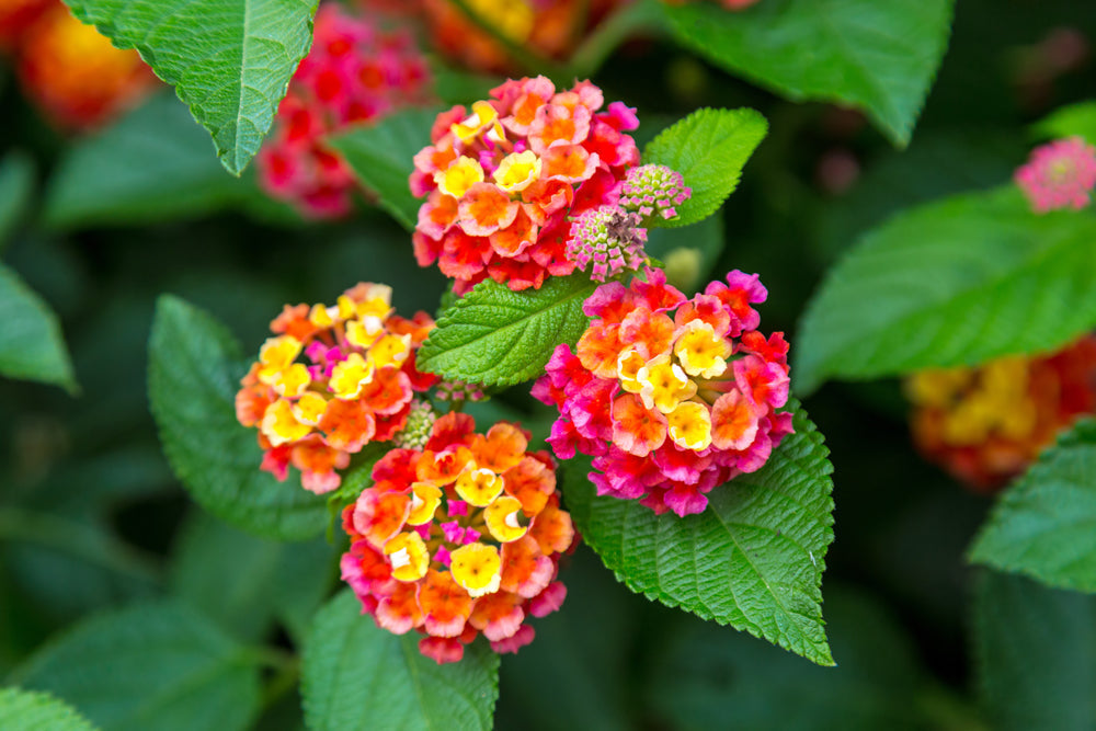 Easy to grow Wandelrose seeds for containers
