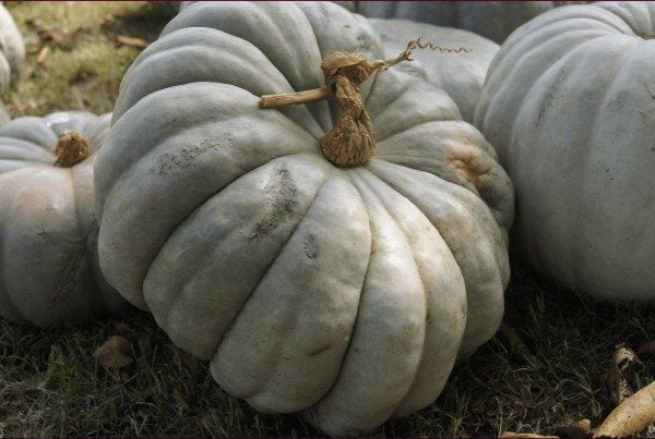 Gray Zapallo Plomo Vegetable Planting Seeds