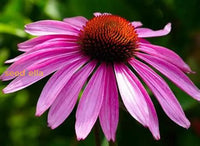 Echinacea Planting Seeds - Grow Beautiful Coneflower Blooms Flower