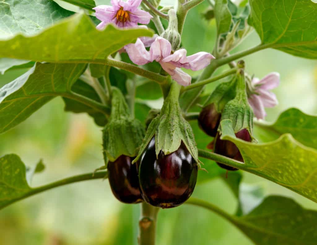Eggplant Vegetable Seeds for Successful Planting