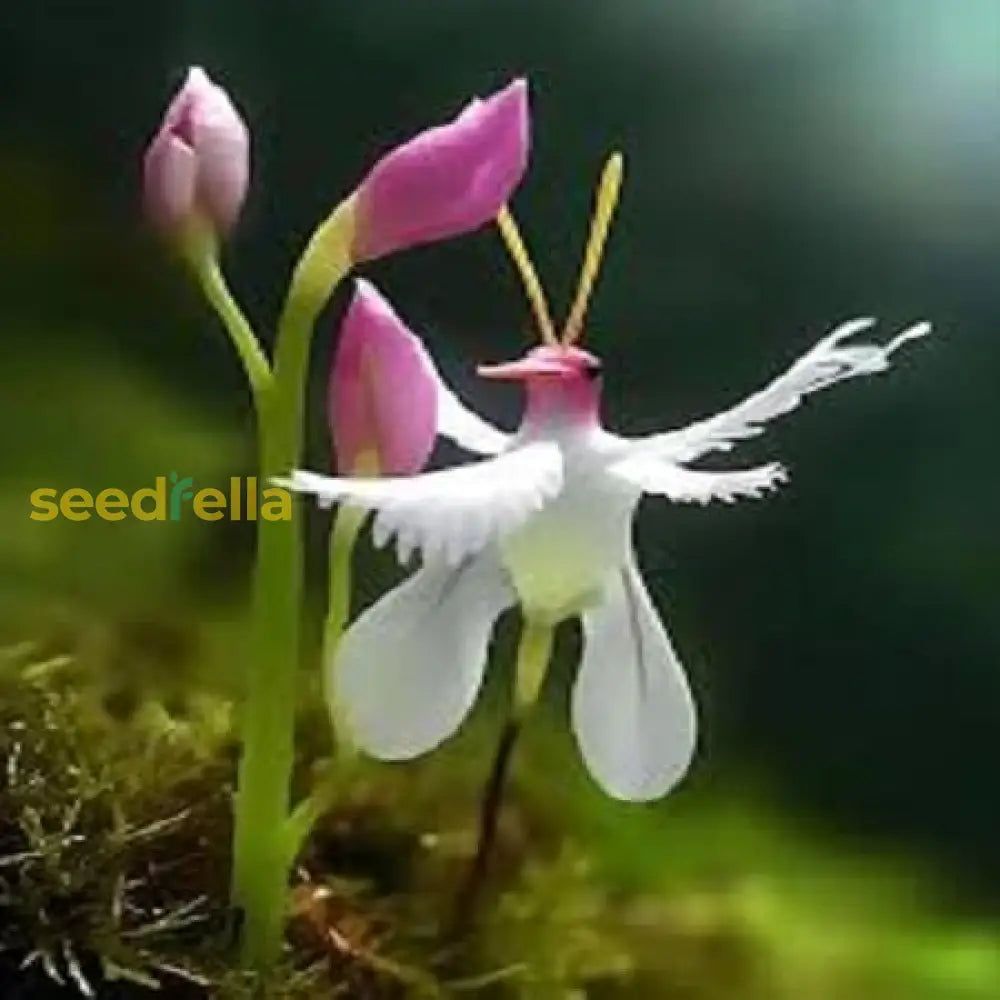 Egret Orchid Seeds For Planting  Create A Stunning Garden Display Flower