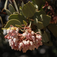 Elevate Your Outdoors With Whiteleaf Manzanita Planting  Seed For Stunning Shrubbery Flower Seeds