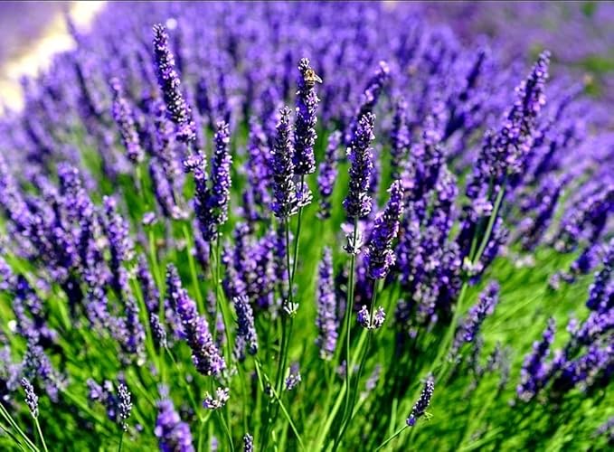 English Lavender seeds Lavandula angustifolia purple perennial