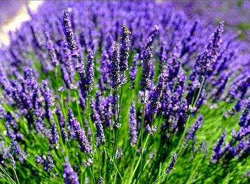 English Lavender seeds Lavandula angustifolia purple perennial