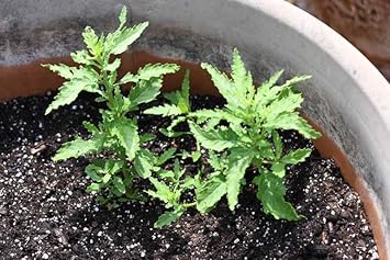Epazote Seeds Germinating in Potting Soil