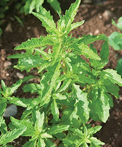Young Epazote Seedlings Growing Indoors