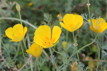 Eschscholzia flower seeds for vibrant garden blooms