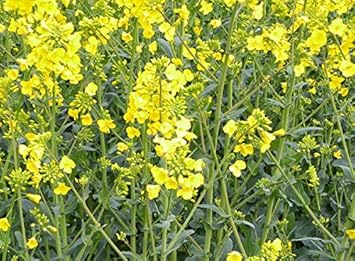 Essex Rape Seeds for Premium Vegetable Planting