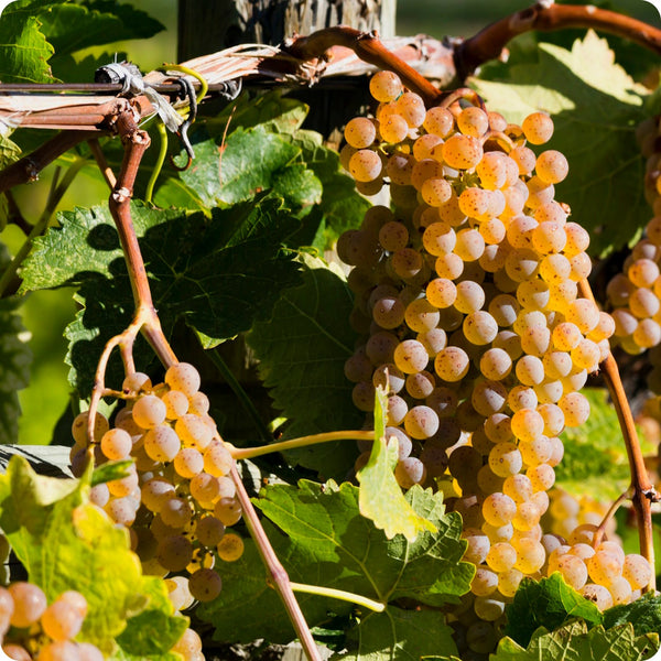 European wine grape seeds Vitis vinifera hardy fruit vine with green leaves