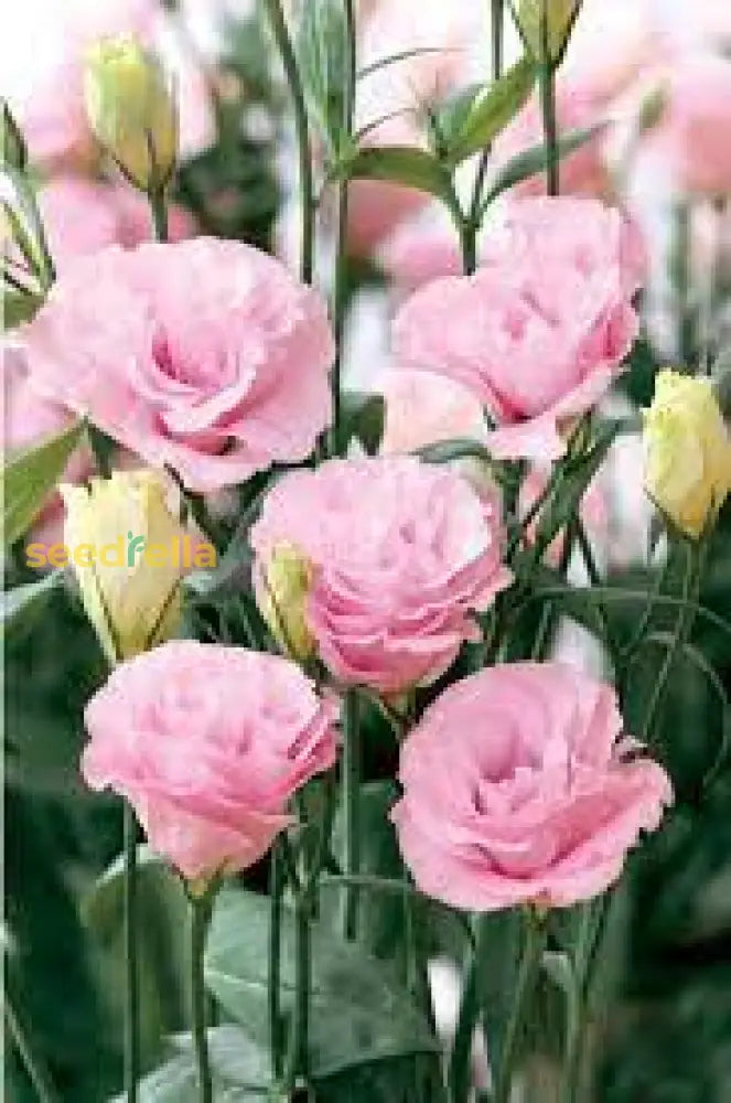 Eustoma Flower Seeds For Planting - Elegant White And Pink Blooms Your Garden