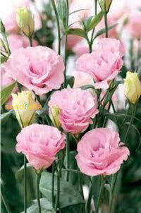 Eustoma Flower Seeds For Planting - Elegant White And Pink Blooms Your Garden