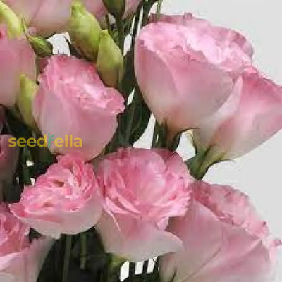 100 Pcs