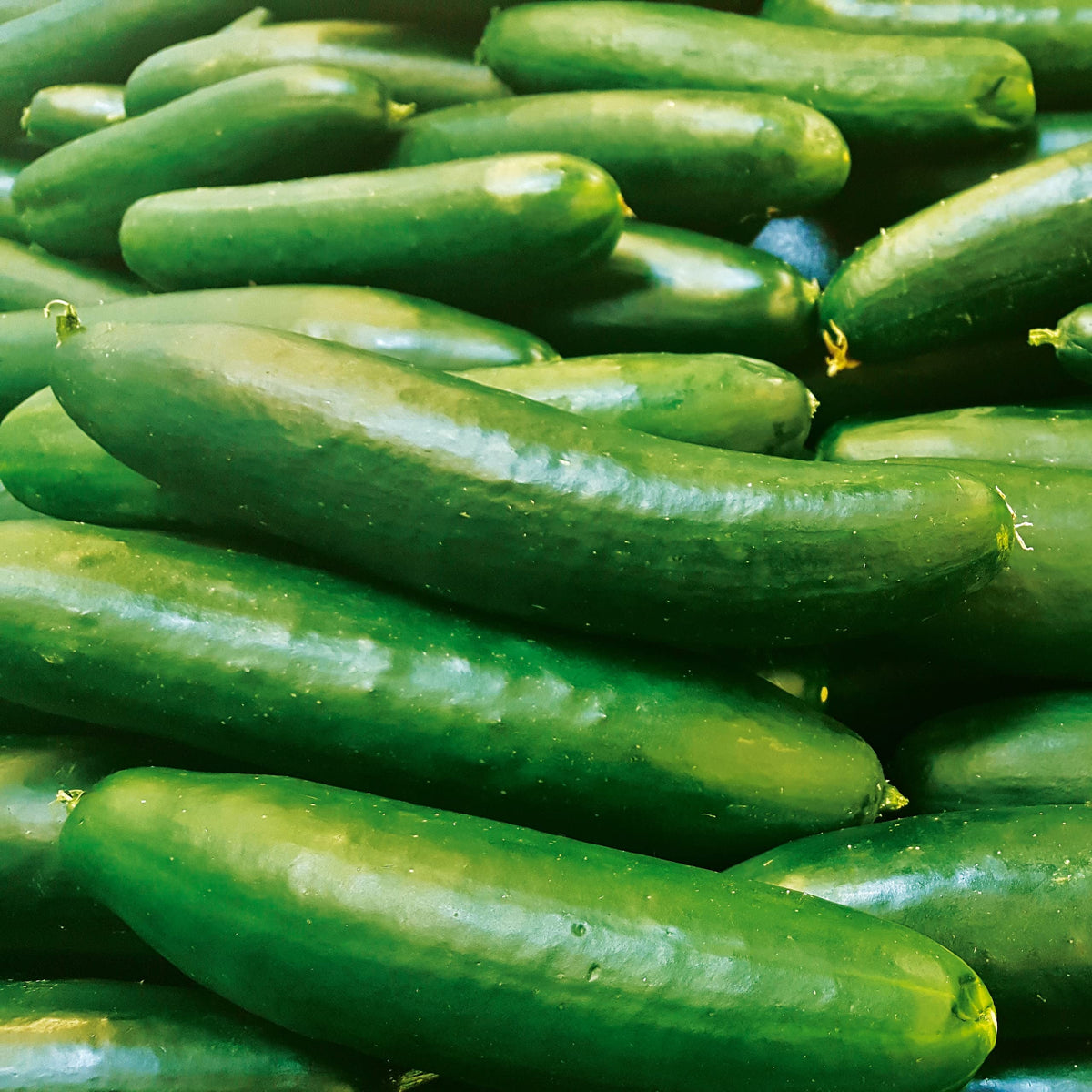 Everbearing Cucumber SMR58 Seeds Non-GMO for continuous harvest