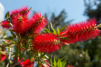 Non GMO Callistemon Citrinus seeds for outdoor planting