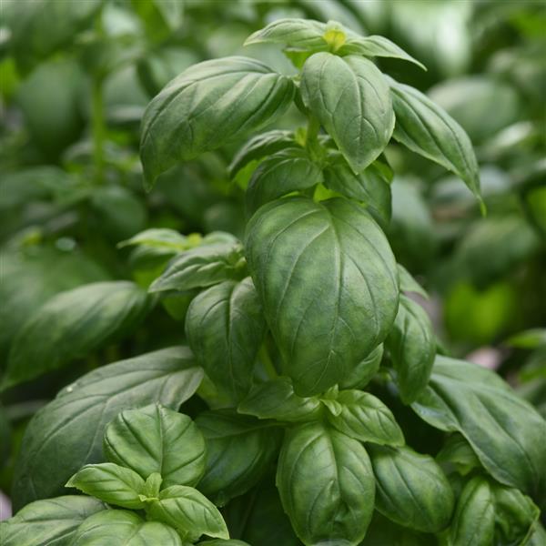 Everleaf Emerald Towers Basil seeds upright columnar variety