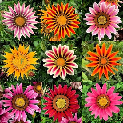 100 Pcs
