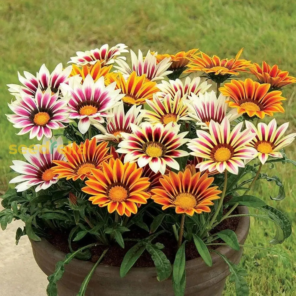 Exotic Gazania Flower Seeds For Planting  Brighten Your Garden!