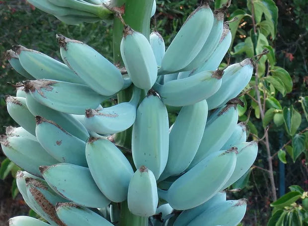 Exotic sky blue banana seeds for home and greenhouse gardening
