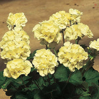 Yellow Geranium Seeds for Vibrant Garden Planting