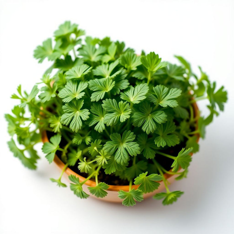 Green Rucola Vegetable Seeds for Planting