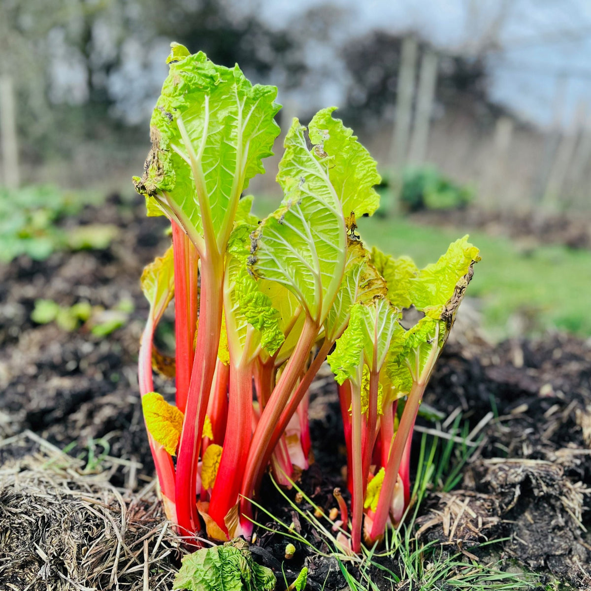 Ruibarbo Plant Seeds for Gardening and Planting: Grow Your Own Delicious Rhubarb!