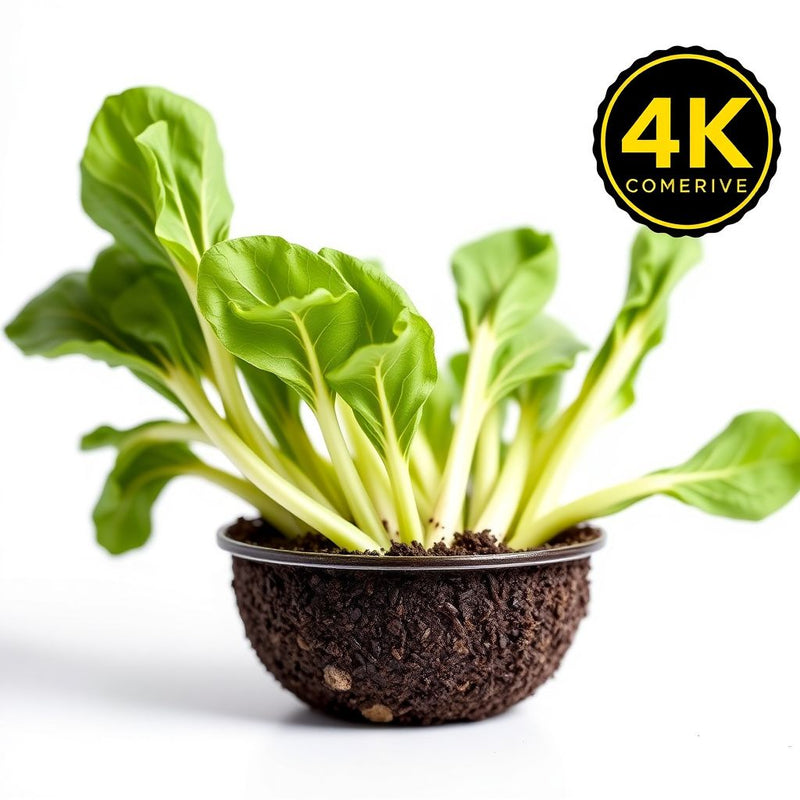 Dwarf Pak Choi Vegetable Seeds - Perfect for Planting