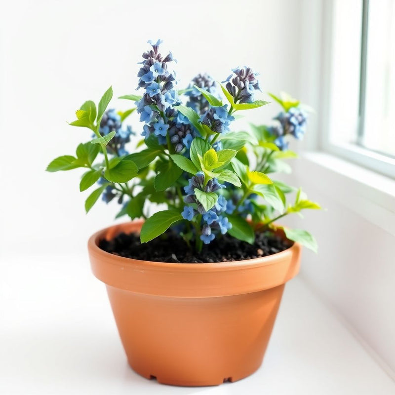 Blue Catmint Seeds  Ideal for Planting