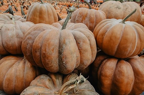 Fairytale pumpkin seeds Cucurbita pepo for garden planting