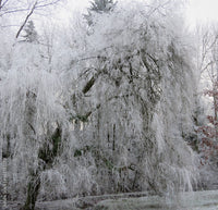 Fast Growing Willow Seeds