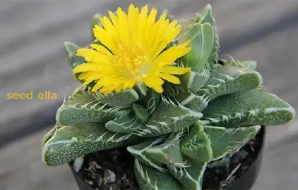 Easy to grow Yellow Faucaria Tigrina seeds for rockeries