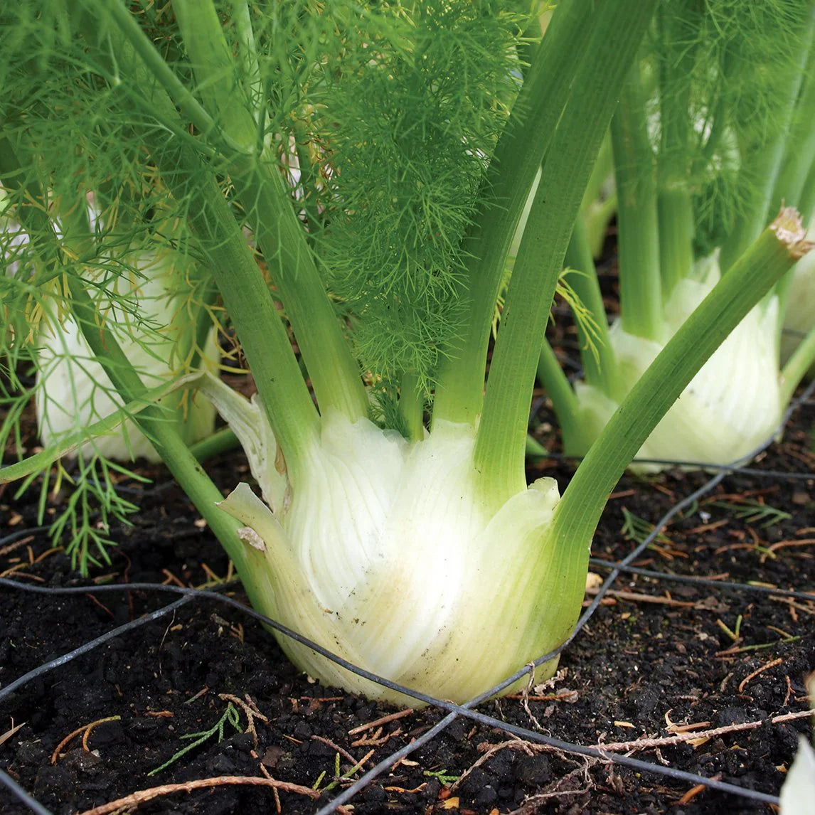Florence Fennel Vegetable Seeds for Easy Planting
